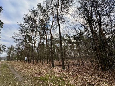 Twoja oaza w lesie - Romanów  -
Łódzkie Zdjęcie nr 14