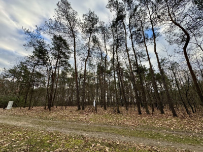 Twoja oaza w lesie - Romanów  -
Łódzkie Zdjęcie nr 5