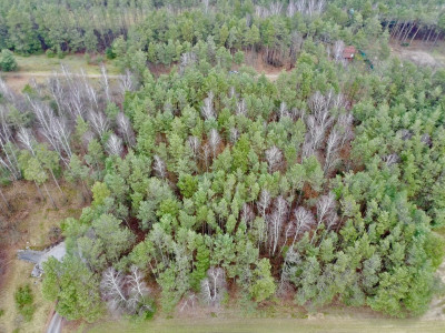 Twoja oaza w lesie - Romanów  -
Łódzkie Zdjęcie nr 9