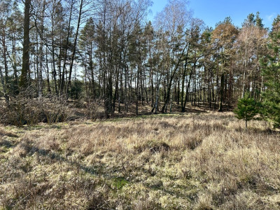 Prywatna oaza pod lasem - Solec Kujawski  -
Kujawsko-Pomorskie Zdjęcie nr 9