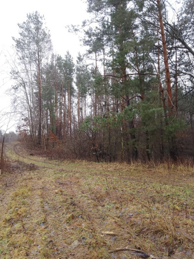 139ha 56a pod budowę własny las pomoc z KOWR - Kolonia Góra Puławska  -
Lubelskie Zdjęcie nr 4