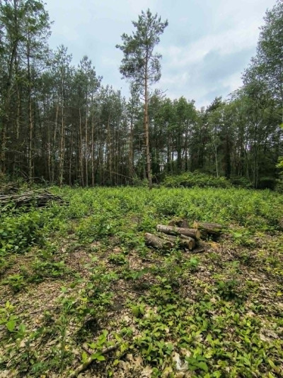 Na tej działce powstanie Twój leśny dom - Sokolniki-Las  -
Łódzkie Zdjęcie nr 10