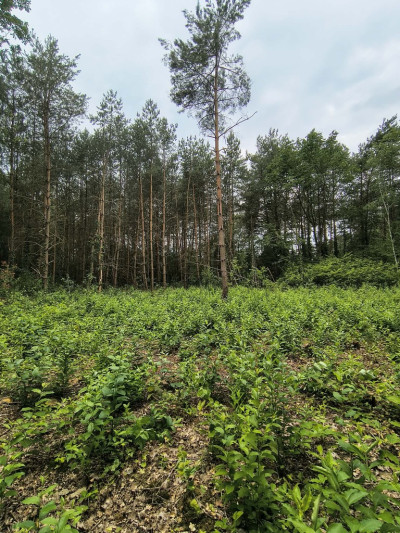 Na tej działce powstanie Twój leśny dom - Sokolniki-Las  -
Łódzkie Zdjęcie nr 11