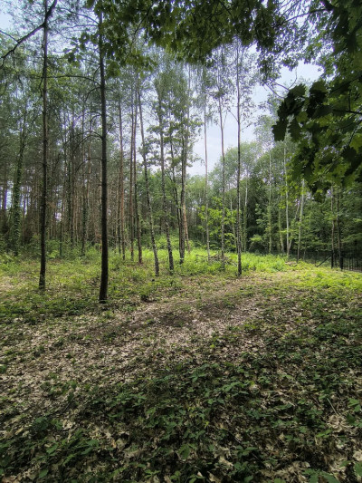 Na tej działce powstanie Twój leśny dom - Sokolniki-Las  -
Łódzkie Zdjęcie nr 12