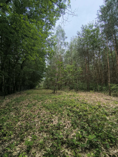 Na tej działce powstanie Twój leśny dom - Sokolniki-Las  -
Łódzkie Zdjęcie nr 13