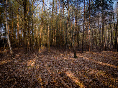 Twoje miejsce w leśnym mikroklimacie - Sokolniki-Las  -
Łódzkie Zdjęcie nr 2