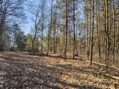 Twoje miejsce w leśnym mikroklimacie - Sokolniki-Las  -
Łódzkie Zdjęcie nr 3