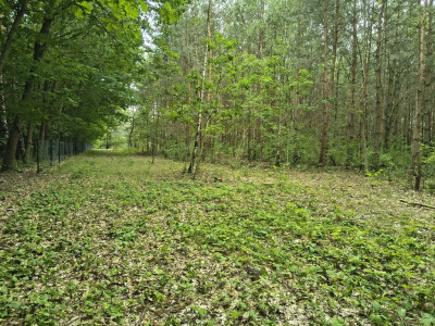 Na tej działce powstanie Twój leśny dom - Sokolniki-Las  -
Łódzkie Zdjęcie nr 8