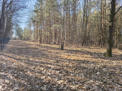 Sokolniki-Las 2442m2 przestrzeni na rezydencję - Sokolniki-Las  -
Łódzkie Zdjęcie nr 3