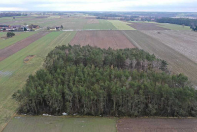 Twoje RANCZO - 331 ha WOLNOŚCI LAS i W-Z  - Gutków  -
Łódzkie Zdjęcie nr 5