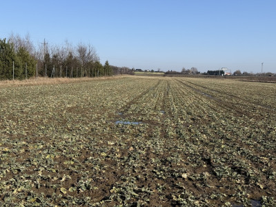 Natolin Gdzie szum trasy zwiastuje sukces 335ha - Natolin  -
Łódzkie Zdjęcie nr 3