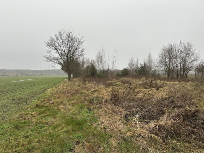 Rolniku nie szukaj żony znajdź działkę - Róża  -
Łódzkie Zdjęcie nr 2