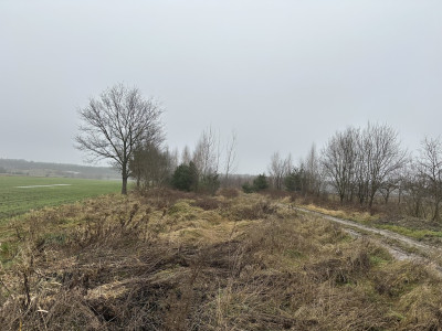 Rolniku nie szukaj żony znajdź działkę - Róża  -
Łódzkie Zdjęcie nr 4