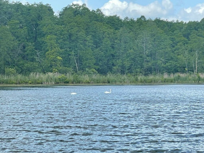 MAZURSKA ENKLAWA DZIAŁKA MIĘDZY TRZEMA JEZIORAMI - Harsz  -
Warmińsko-Mazurskie Zdjęcie nr 8