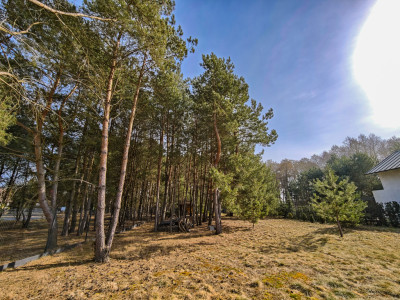 Urokliwa działka porośnięta sosnami - Rakownia  -
Wielkopolskie Zdjęcie nr 7