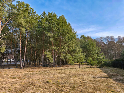 Urokliwa działka porośnięta sosnami - Rakownia  -
Wielkopolskie Zdjęcie nr 8