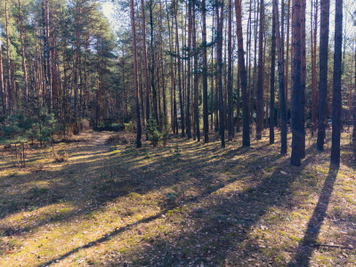 Leśna enklawa w Rosanowie - Rosanów  -
Łódzkie Zdjęcie nr 11