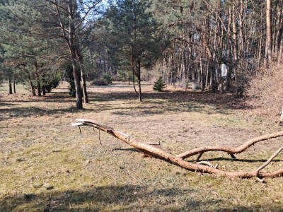 Leśna enklawa w Rosanowie - Rosanów  -
Łódzkie Zdjęcie nr 3