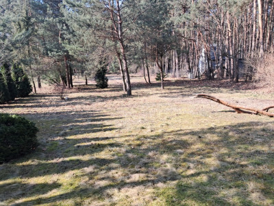 Leśna enklawa w Rosanowie - Rosanów  -
Łódzkie Zdjęcie nr 7