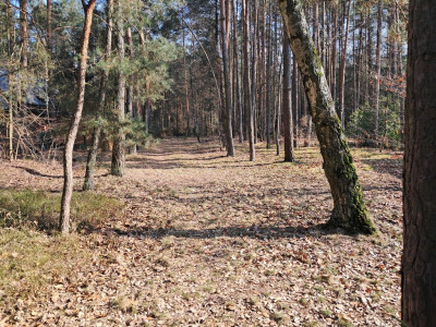 Leśna enklawa w Rosanowie - Rosanów  -
Łódzkie Zdjęcie nr 9