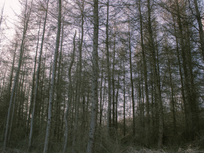 Równy teren leśny 106 ha  Łopuszka Wielka - Łopuszka Wielka  - Podkarpackie