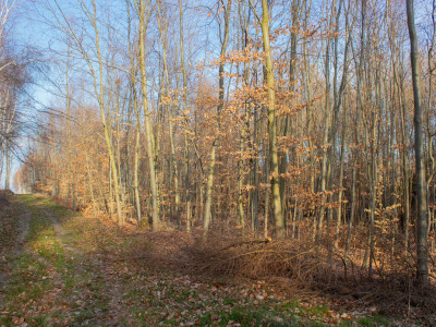 Równy teren leśny 106 ha  Łopuszka Wielka - Łopuszka Wielka  -
Podkarpackie Zdjęcie nr 8