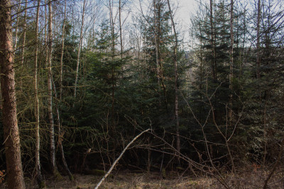 Działka leśna 154 ha w gm Kańczuga UPUL - Łopuszka Wielka  -
Podkarpackie Zdjęcie nr 13