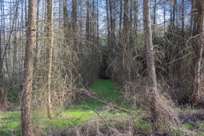 Działka leśna 154 ha w gm Kańczuga UPUL - Łopuszka Wielka  - Podkarpackie