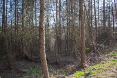 Działka leśna 154 ha w gm Kańczuga UPUL - Łopuszka Wielka  -
Podkarpackie Zdjęcie nr 2