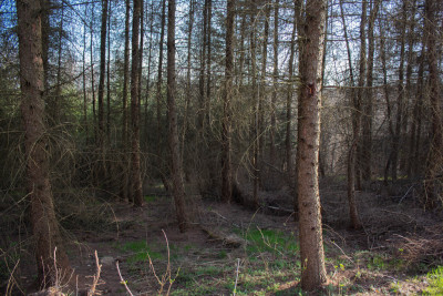 Działka leśna 154 ha w gm Kańczuga UPUL - Łopuszka Wielka  -
Podkarpackie Zdjęcie nr 3