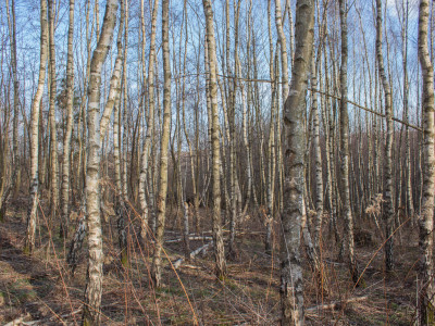 Działka leśna 154 ha w gm Kańczuga UPUL - Łopuszka Wielka  -
Podkarpackie Zdjęcie nr 5