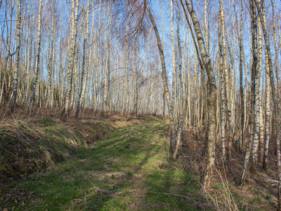 Działka leśna 154 ha w gm Kańczuga UPUL - Łopuszka Wielka  -
Podkarpackie Zdjęcie nr 6