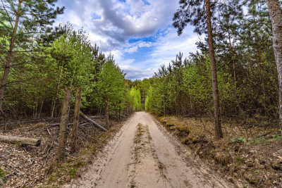 Las jezioro i Ty - Uście  -
Lubuskie Zdjęcie nr 10
