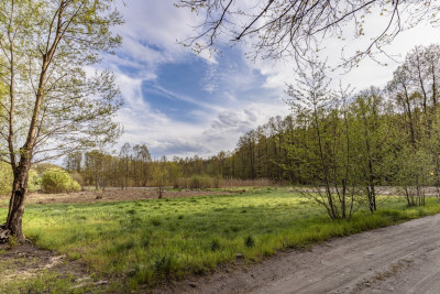 Las jezioro i Ty - Uście  -
Lubuskie Zdjęcie nr 8