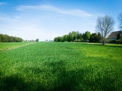 Las cisza i zieleń - miejsce na Twój nowy dom - Helenów  -
Łódzkie Zdjęcie nr 4