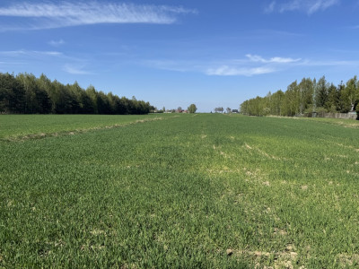 Las cisza i zieleń - miejsce na Twój nowy dom - Helenów  -
Łódzkie Zdjęcie nr 8