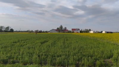 Działka Wola Miedniewska 2999m2 z WZ - OKAZJA - Wola Miedniewska  -
Mazowieckie Zdjęcie nr 2