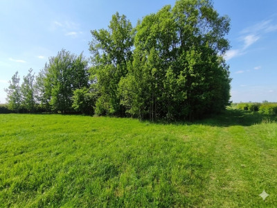Nieoszlifowany DIAMENT w Karnicach - ZOBACZ - Karnice  -
Mazowieckie Zdjęcie nr 8
