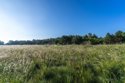 Wiejski klimat-miejski komfort - Paproć  -
Wielkopolskie Zdjęcie nr 11