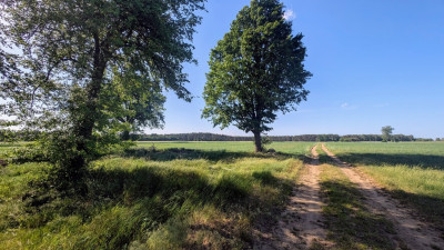 Tu poranki smakują spokojem - działka z MPZP - Parzęczew  -
Łódzkie Zdjęcie nr 8