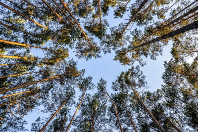 Twój kawałek lasu nad jeziorem Wieleńskim MPZP - Osłonin  -
Wielkopolskie Zdjęcie nr 10