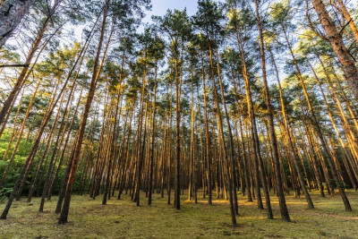 Twój kawałek lasu nad jeziorem Wieleńskim MPZP - Osłonin  -
Wielkopolskie Zdjęcie nr 11