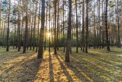 Twój kawałek lasu nad jeziorem Wieleńskim MPZP - Osłonin  -
Wielkopolskie Zdjęcie nr 12