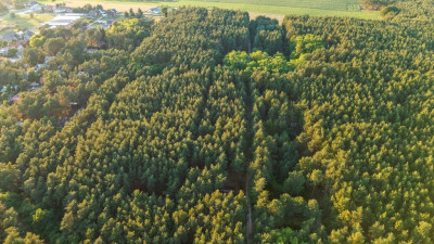 Twój kawałek lasu nad jeziorem Wieleńskim MPZP - Osłonin  -
Wielkopolskie Zdjęcie nr 14
