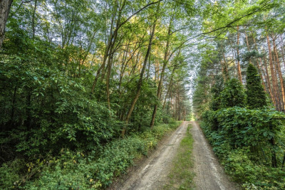 Twój kawałek lasu nad jeziorem Wieleńskim MPZP - Osłonin  -
Wielkopolskie Zdjęcie nr 4