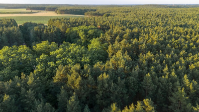 Twój kawałek lasu nad jeziorem Wieleńskim MPZP - Osłonin  -
Wielkopolskie Zdjęcie nr 9