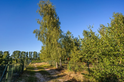 Działka która ma już wszystko oprócz właściciela - Perkowo  -
Wielkopolskie Zdjęcie nr 6