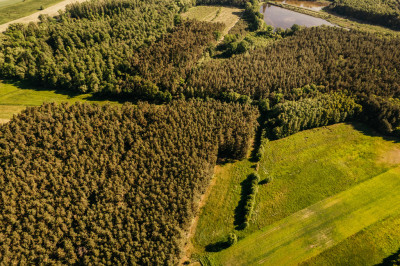 Atrakcyjne działki z lasem - Ludwinów  -
Wielkopolskie Zdjęcie nr 2
