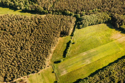 Atrakcyjne działki z lasem - Ludwinów  -
Wielkopolskie Zdjęcie nr 3