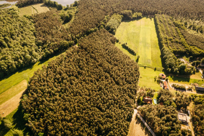 Atrakcyjne działki z lasem - Ludwinów  -
Wielkopolskie Zdjęcie nr 5